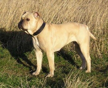 The left side of a tan Victorian Bulldog wearing a thick black collar standing across a grass surface, there is tall brown grass behind it and it is looking to the left. The dog has dark eyes and a black muzzle and black nose. The rest of its body is tan. It is holding its tail down low.